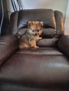 Pomeranian Puppies - Photo 3