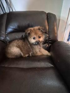 Pomeranian Puppies - Photo 4