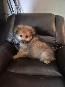 Pomeranian Puppies - Photo 5