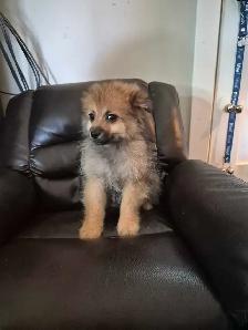 Pomeranian Puppies - Photo 6