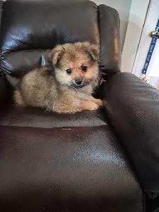 Pomeranian Puppies - Photo 7