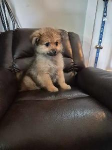 Pomeranian Puppies - Photo 8