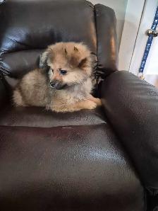 Pomeranian Puppies - Photo 9