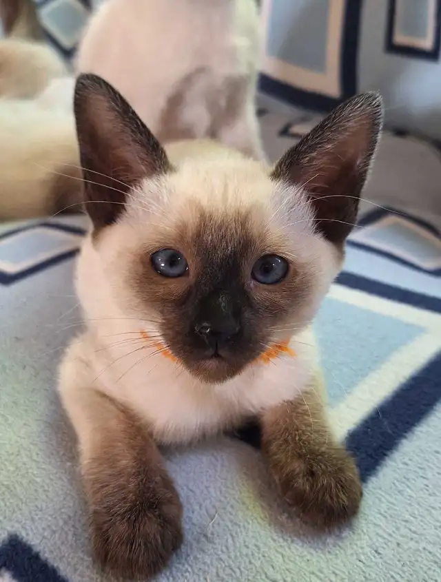 Seal Point Siamese Kittens