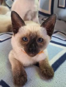 Seal Point Siamese Kittens