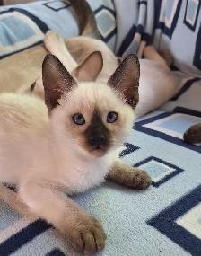 Seal Point Siamese Kittens - Photo 2