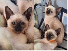 Seal Point Siamese Kittens - Photo 3