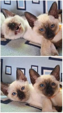 Seal Point Siamese Kittens - Photo 4