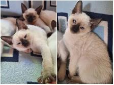 Seal Point Siamese Kittens - Photo 5