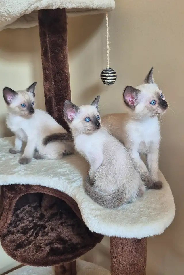 Siamese kittens