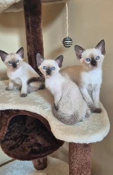 Siamese kittens - Photo 2