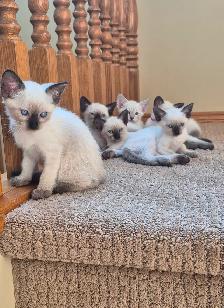 Siamese kittens - Photo 3