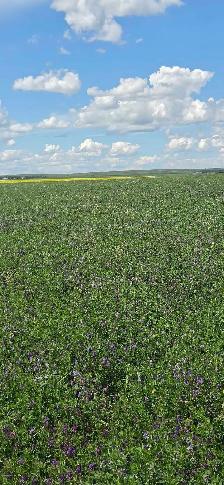Alfalfa hay