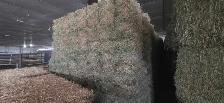 Alfalfa hay - Photo 3