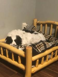 Log Dog Bed