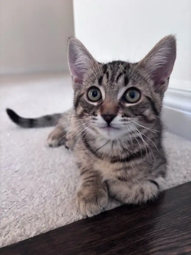 Beautiful Kitten