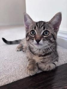 Beautiful Kitten