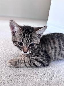 Beautiful Kitten - Photo 2