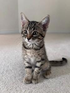 Beautiful Kitten - Photo 3
