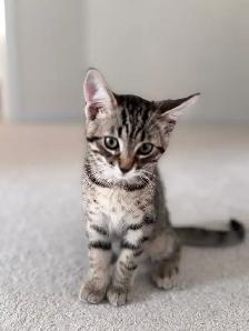 Beautiful Kitten - Photo 4