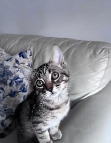 Beautiful Kitten - Photo 5