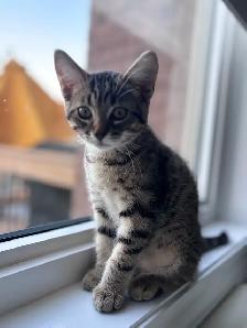Beautiful Kitten - Photo 6