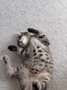 Beautiful Kitten - Photo 7