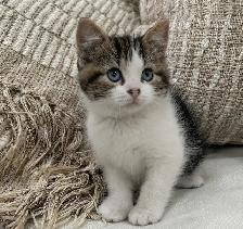 Chaton Sibérien hypoallergénique - Photo 3