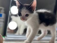 chaton à vendre