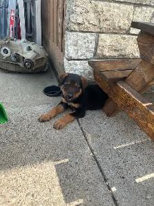 shepweiler puppies - Photo 2