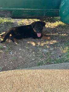 shepweiler puppies - Photo 3