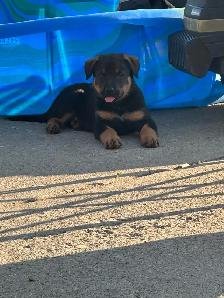 shepweiler puppies - Photo 4