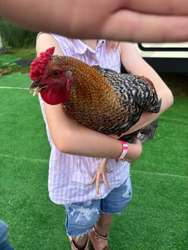 rooster for rehome