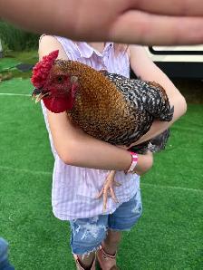 rooster for rehome