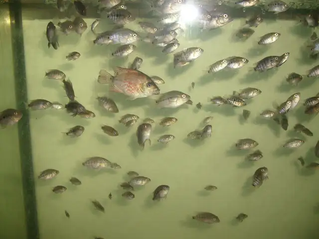 FOR SALE HYBRID FISH TEXAS AND RED MONKEY ( 10 FOR $25 )