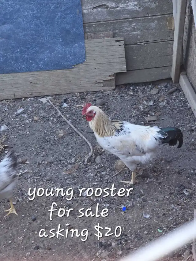Young Rooster for sale