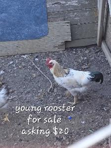 Young Rooster for sale