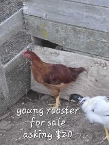 Young Rooster for sale - Photo 2