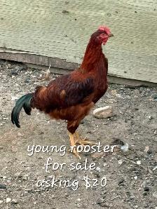 Young Rooster for sale - Photo 3