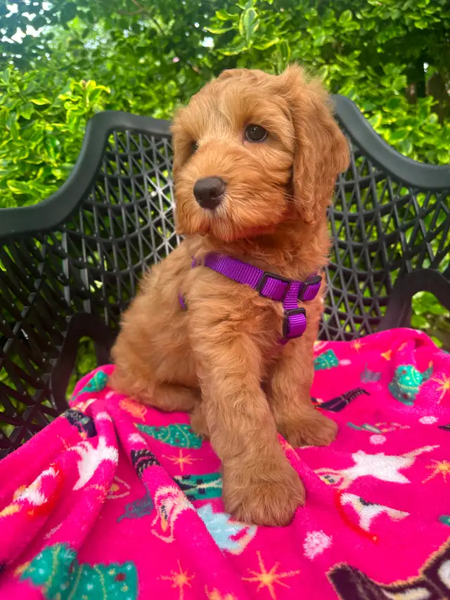 MULTIGENERATIONAL AUSTRALIAN LABRADOODLE PUPPIES-MINI AND MEDIUM