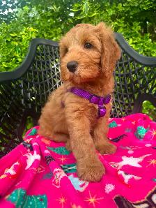 MULTIGENERATIONAL AUSTRALIAN LABRADOODLE PUPPIES-MINI AND MEDIUM