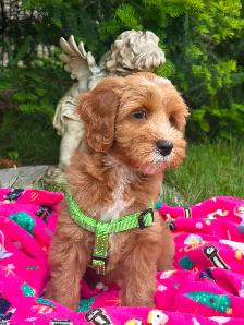 MULTIGENERATIONAL AUSTRALIAN LABRADOODLE PUPPIES-MINI AND MEDIUM - Photo 2
