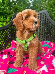 MULTIGENERATIONAL AUSTRALIAN LABRADOODLE PUPPIES-MINI AND MEDIUM - Photo 3