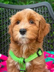 MULTIGENERATIONAL AUSTRALIAN LABRADOODLE PUPPIES-MINI AND MEDIUM - Photo 4