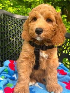 MULTIGENERATIONAL AUSTRALIAN LABRADOODLE PUPPIES-MINI AND MEDIUM - Photo 5