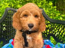 MULTIGENERATIONAL AUSTRALIAN LABRADOODLE PUPPIES-MINI AND MEDIUM - Photo 6