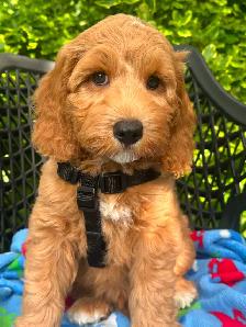 MULTIGENERATIONAL AUSTRALIAN LABRADOODLE PUPPIES-MINI AND MEDIUM - Photo 7