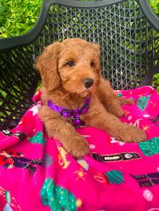 MULTIGENERATIONAL AUSTRALIAN LABRADOODLE PUPPIES-MINI AND MEDIUM - Photo 8