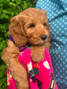 MULTIGENERATIONAL AUSTRALIAN LABRADOODLE PUPPIES-MINI AND MEDIUM - Photo 9