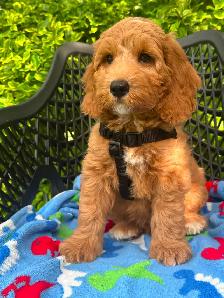 MULTIGENERATIONAL AUSTRALIAN LABRADOODLE PUPPIES-MINI AND MEDIUM - Photo 10